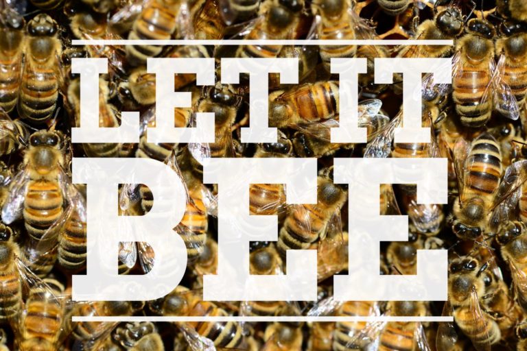 Bienenfreundliches Hessen: Zeichen setzen für den Artenschutz