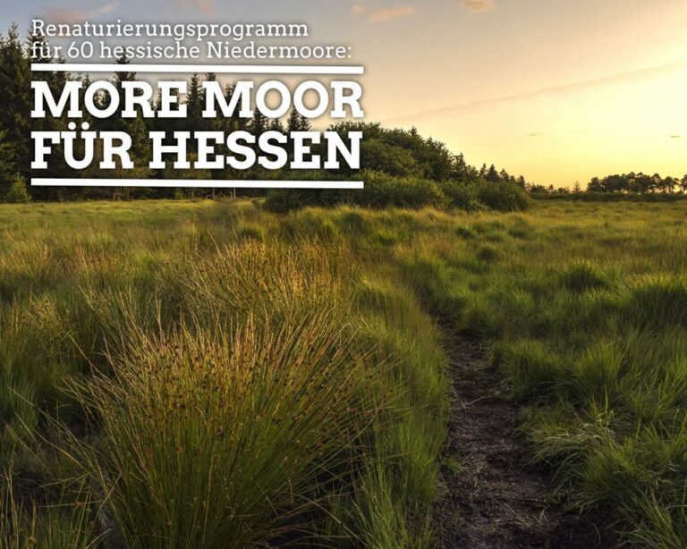 More Moor für Hessen