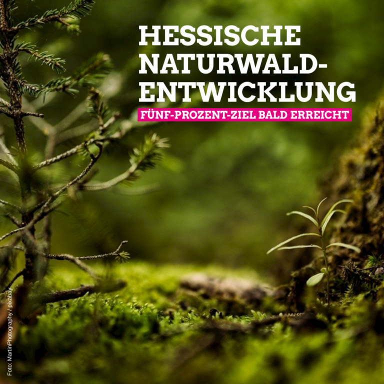 Hessische Naturwaldentwicklung: 5-Prozent-Ziel bald erreicht